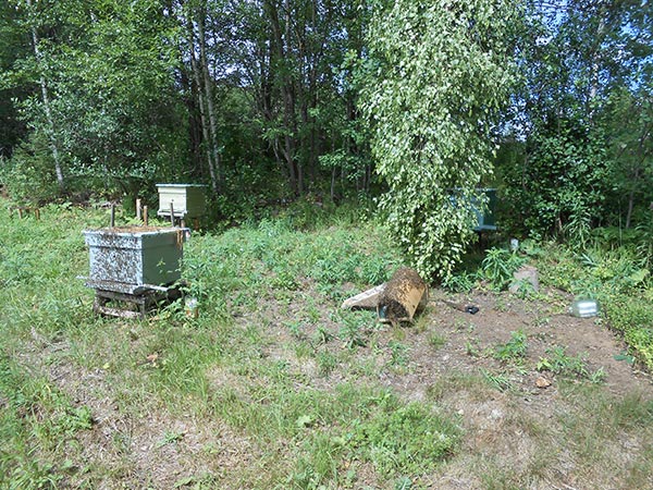 Рой