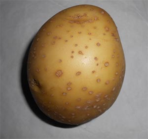 Картофель