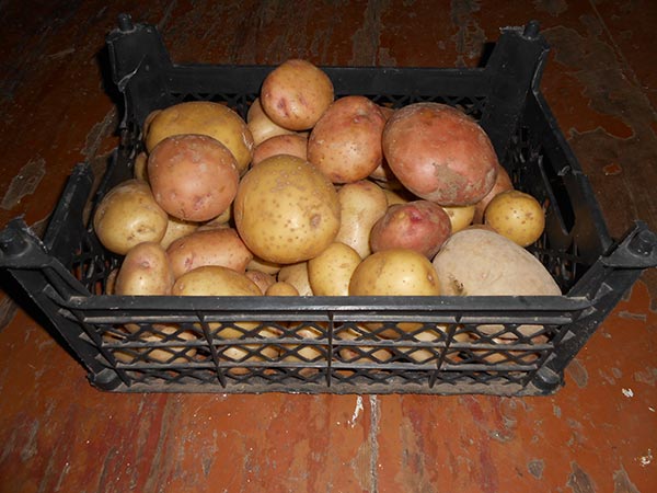 Картофель