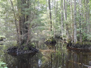Лес на воде